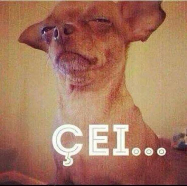 Cão amarelo irônico